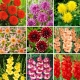 Sadzonki dalii i cebulki mieczyków - zestaw 9 odmian kwiatów