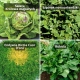 Warzywa do uprawy w skrzyniach - zestaw 4 gatunków nasion