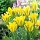 Tulipan Yellow Springgreen - duża paczka! - 50 szt.