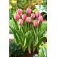 Tulipan Design Impression - GIGA paczka! - 250 szt.