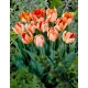 Tulipan Apricot Parrot - duża paczka! - 50 szt.