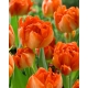 Tulipan Monte Orange - GIGA paczka! - 250 szt.