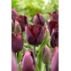 Tulipan Black Jewel - 5 szt.