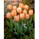 Tulipan Apricot Beauty - GIGA paczka! - 250 szt.