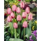 Tulipan Pink Impression - GIGA paczka! - 250 szt.