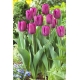 Tulipan purpurowy - Purple - GIGA paczka! - 250 szt.