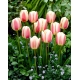 Tulipan Beau Monde - GIGA paczka! - 250 szt.