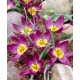 Tulipan botaniczny - Eastern Star - GIGA paczka! - 250 szt.