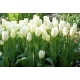 Tulipan niski - White Purissima - GIGA paczka! - 250 szt.