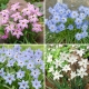 Ipheion - Ifejon - zestaw 4 odmian kwiatów - 40 szt.