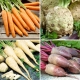 Warzywa korzeniowe - zestaw 4 odmian nasion warzyw