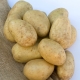 Ziemniaki, Sadzeniaki - Lilly - wczesne - 60 szt.