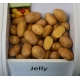 Ziemniaki, Sadzeniaki - Jelly - średnio późne - 12 szt.