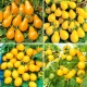 Nasiona pomidorów żółtych - zestaw 4 odmian