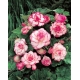 Begonia - Rosebud - różowa - duża paczka! - 20 szt.