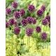 Czosnek kulisty - Allium rotundum - GIGA paczka! - 150 szt.