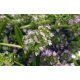 Cząber ogrodowy - roślina miododajna, ekoschematy, dopłaty ARiMR - nasiona 1 kg