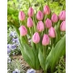 Tulipan Light Pink Prince - duża paczka! - 50 szt.