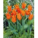 Tulipan liliokształtny pomarańczowy - Lilyflowering orange - duża paczka! - 50 szt.