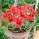 Tulipan lnolistny - linifolia - GIGA paczka! - 250 szt.