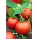 Pomidor Tigerella - wysoki