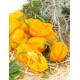 Papryka Habanero Yellow - ostra, żółta