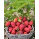 Truskawka Sandra - bardzo wczesna, długie, stożkowe owoce - 20 sadzonek