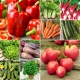 Warzywny Starter - zestaw 10 opakowań nasion warzyw