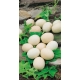 Dynia ozdobna jajkowata - Nest Egg