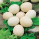 Dynia ozdobna jajkowata - Nest Egg