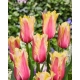 Tulipan Flaming Memory - GIGA paczka! - 250 szt.