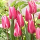 Tulipan Pink Surprise - GIGA paczka! - 250 szt.