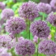 Czosnek turkiestański - Allium Stipitatum