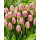 Tulipan Happy Feet - GIGA paczka! - 250 szt.