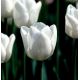 Tulipan White Dream - opak. 5 szt.
