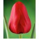Tulipan Ile de France - opak. 5 szt.