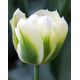 Tulipan Spring Green - opak. 5 szt.