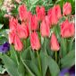 Tulipan niski różowy - Greigii pink - 5 szt.