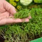 Microgreens - Koper ogrodowy - młode listki o unikalnym smaku