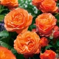 Róża parkowa pomarańczowa - sadzonka