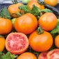 Pomidor Zlatava - gruntowy, wysoki