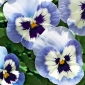 Bratek wielkokwiatowy - niebieski z biało-granatową plamą - Adonis