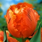 Tulipan Orange Favourite - opak. 5 szt.