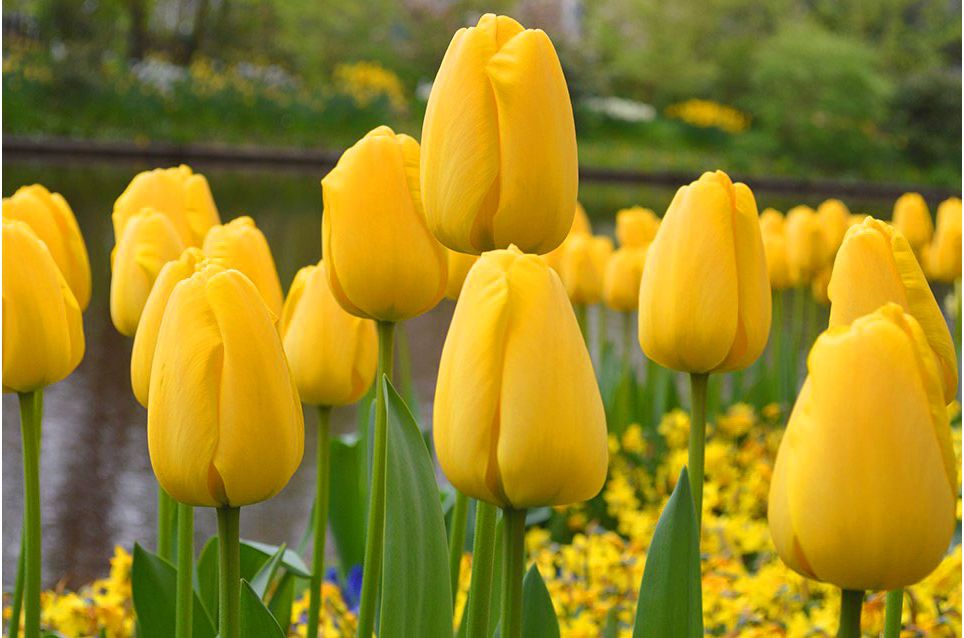 Тюльпан golden apeldoorn фото и описание