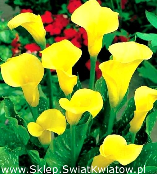 Calla Cream - Sklep Świat Kwiatów | Dostawa gratis!