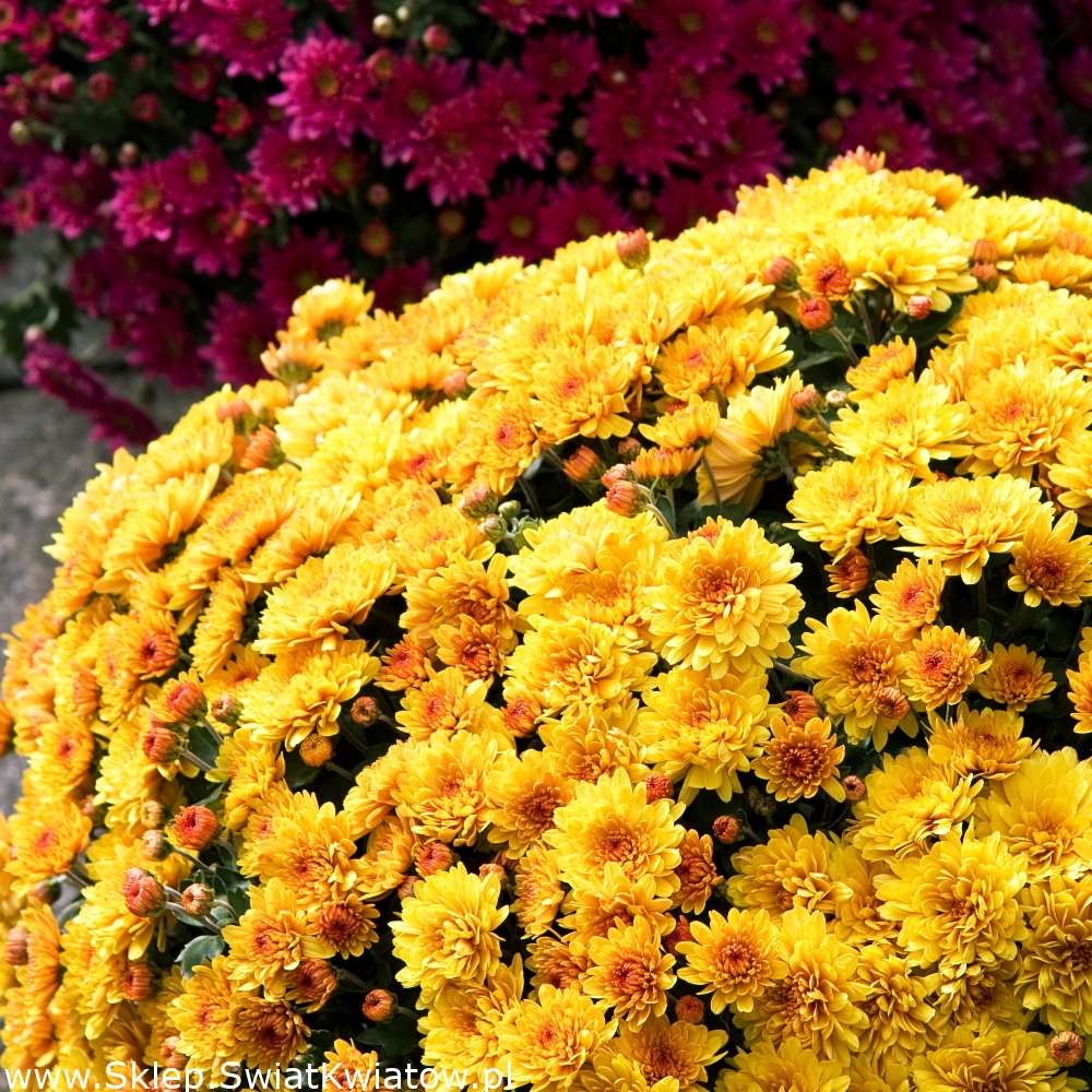 горшечная хризантема калман. как поливать хризантемы. 9м123 хризантема. хризантема зембла бразил. сад хризантем.