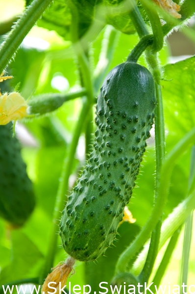 спелые огурцы желтые. турецкие сорта огурцов. спелый огурец. спелый огурец. переспелый огурец.