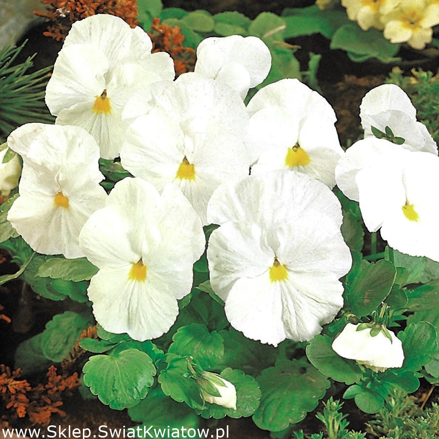 Bratek Szwajcarski biały - Sklep Świat Kwiatów | Dostawa gratis!