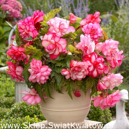 Begonia Pink Balcony kwiaty w odcieniach różu 2 szt