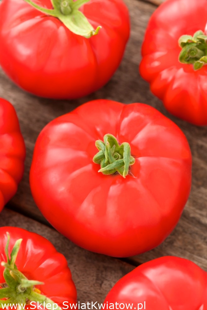 Pomidor Runner F1 ciemnoczerwony, pod osłony, dla wymagających